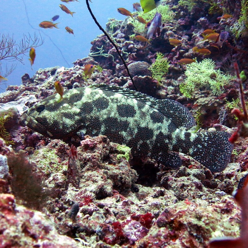 Epinephelus polyphekadion Ikan Kerapu di Karang Dangkal