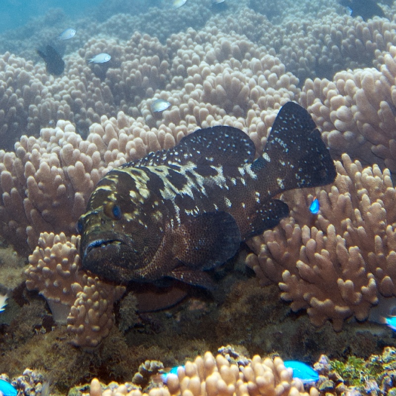 Epinephelus polyphekadion Kearpu Batik harga Ikan Sunuk Mahal