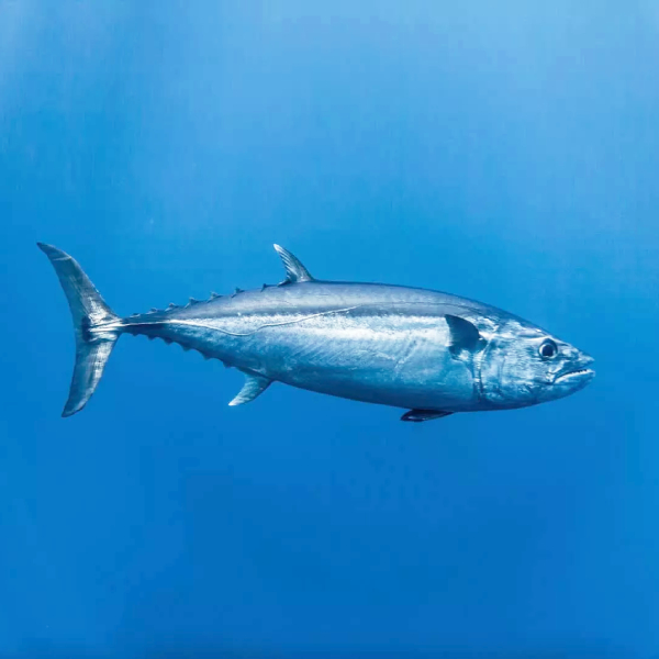 Fusiform Bentuk Tubuh Ikan Mirip Torpedo Ikan Tuna