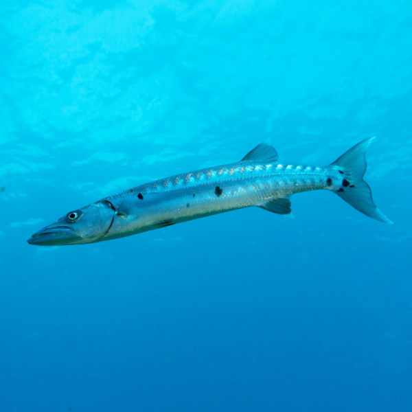 Fusiform Ikan Barakuda dengan Bentuk ikan torpedo