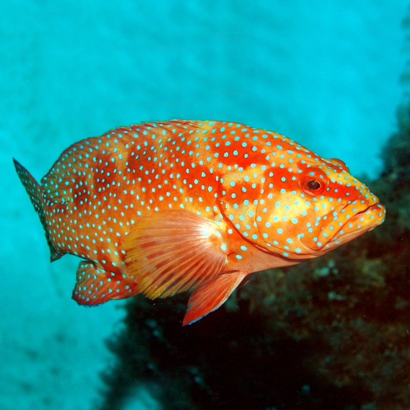 Plectropomus leopardus Ikan Sunu Kerapu Singapura Termahal