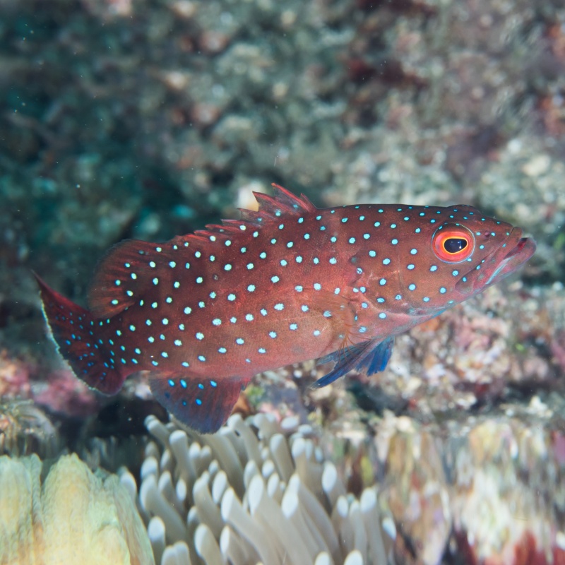 Plectropomus maculatus Ikan Kerapu MAhal di tengah