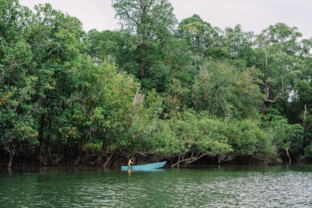 Hutan Bakau Mangrove Muara Sungai