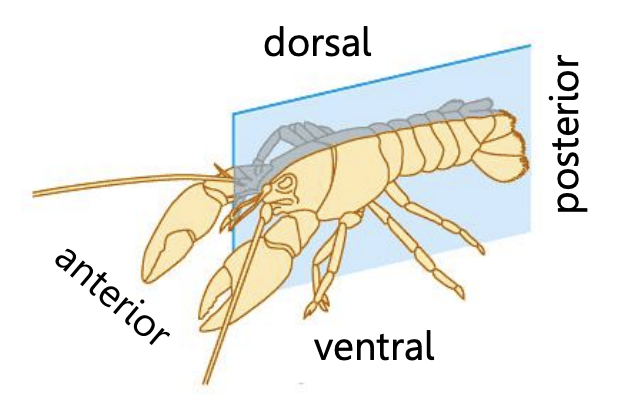 Penampang Metazoa Materi Animalia Biologi