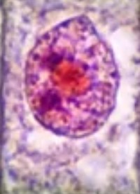 Interfase fase Mitosis