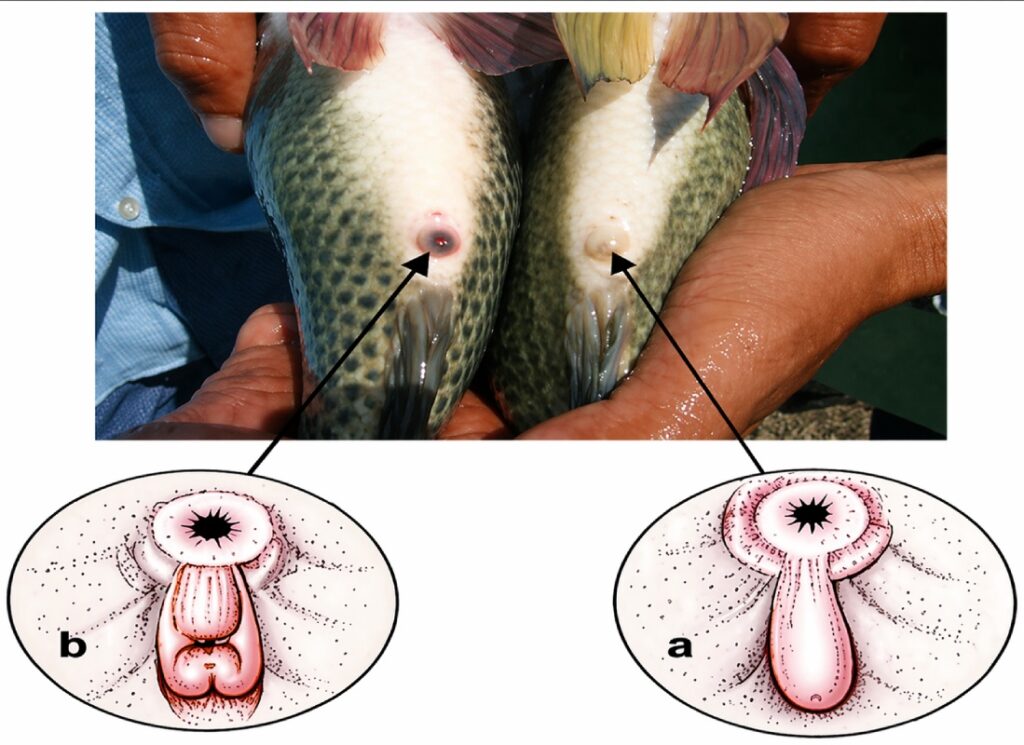 Bentuk Jenis Kelamin Jantan dan Betina Pada Ikan Nila