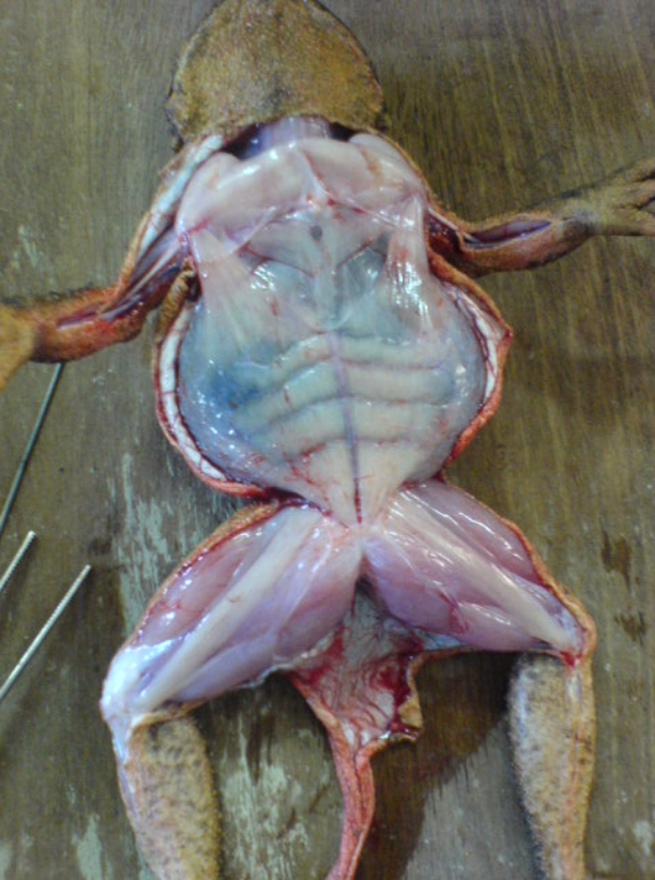 Foto Kodok yang Dibelah Pada praktikum Belah Kodok