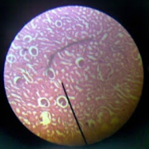 Jaringan Epitel gepeng selapis Pada Ginjal Mamalia (1)