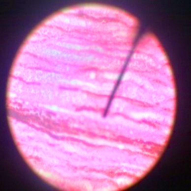 Jaringan Epitel di bawah Ginjal Mikrosokop perbesara 40 kali