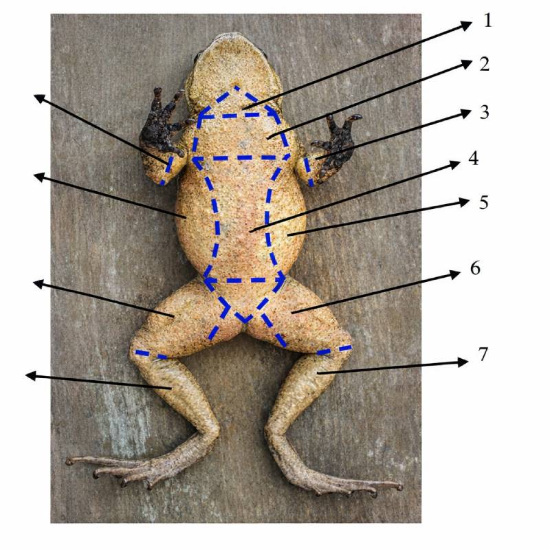 Posisi Anatomi Tubuh Katak Praktikum Belah Kodok