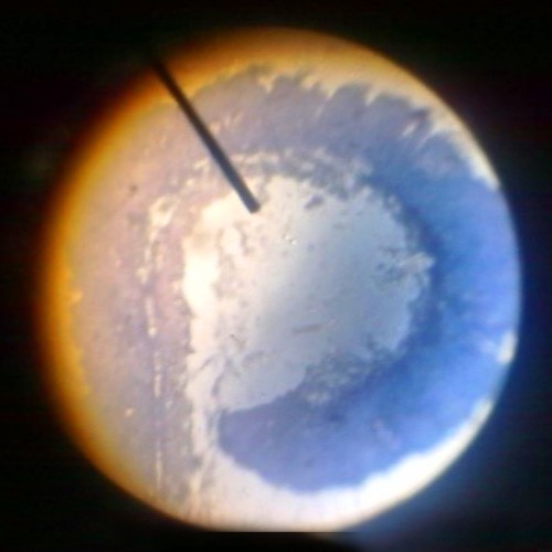 kreatin pada kulit telapak kaki Pengamatan Jaringan Hewan