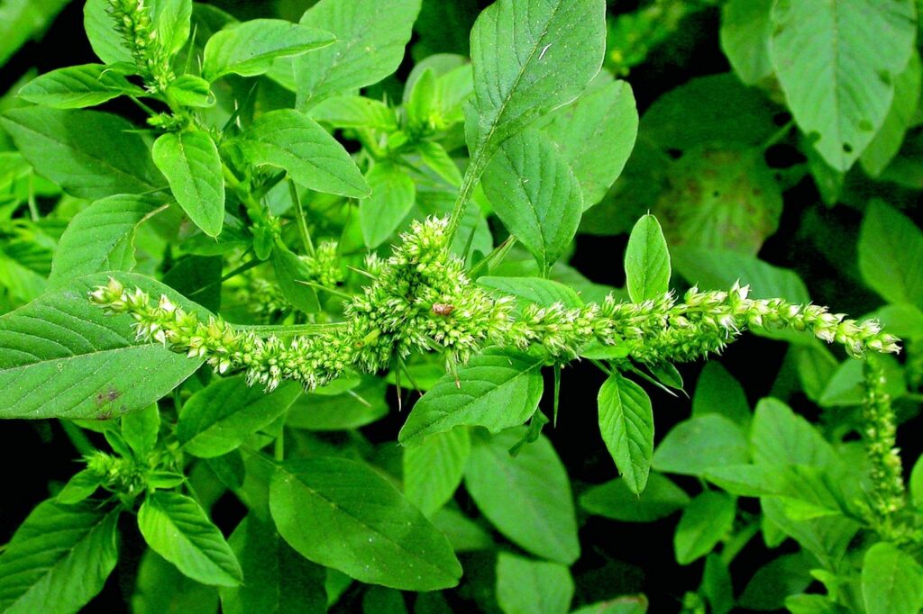Amaranthus spinosus L Sayur Bayam Liar Berduri