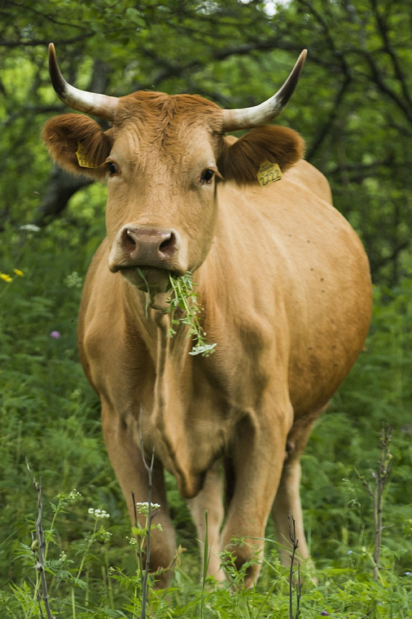 Hewan Herbivora Sapi makan Rumput dan Tanaman