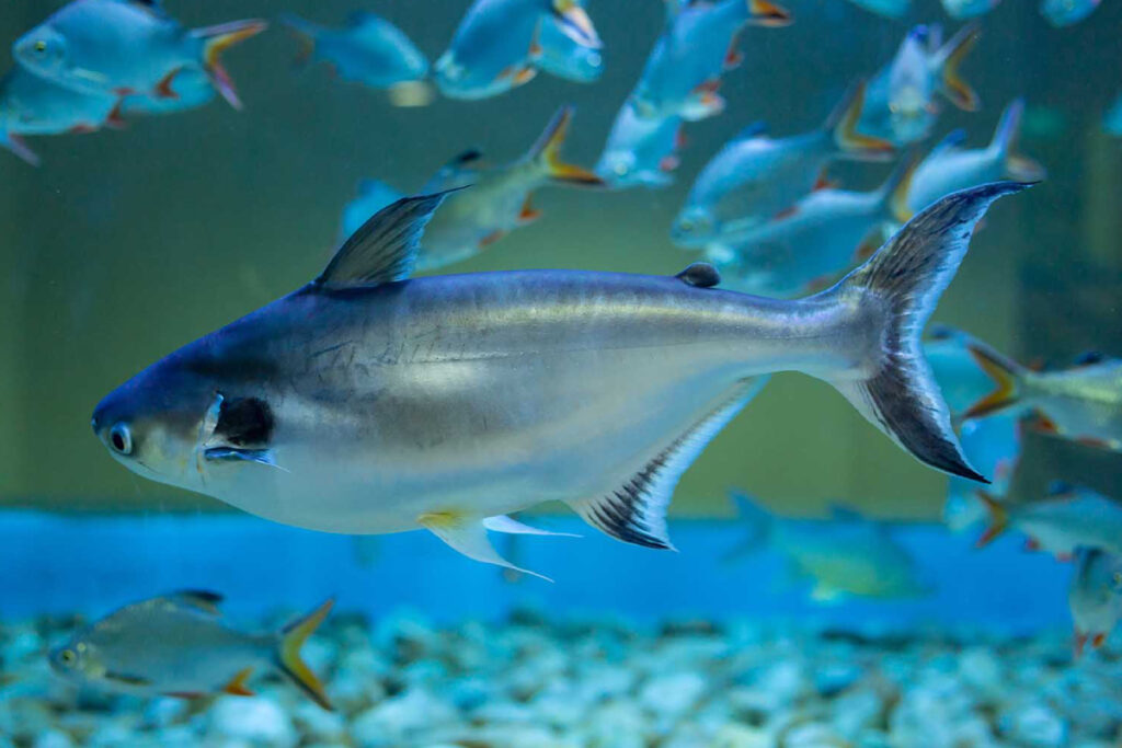 Ikan Patin Konsumsi Air tawar