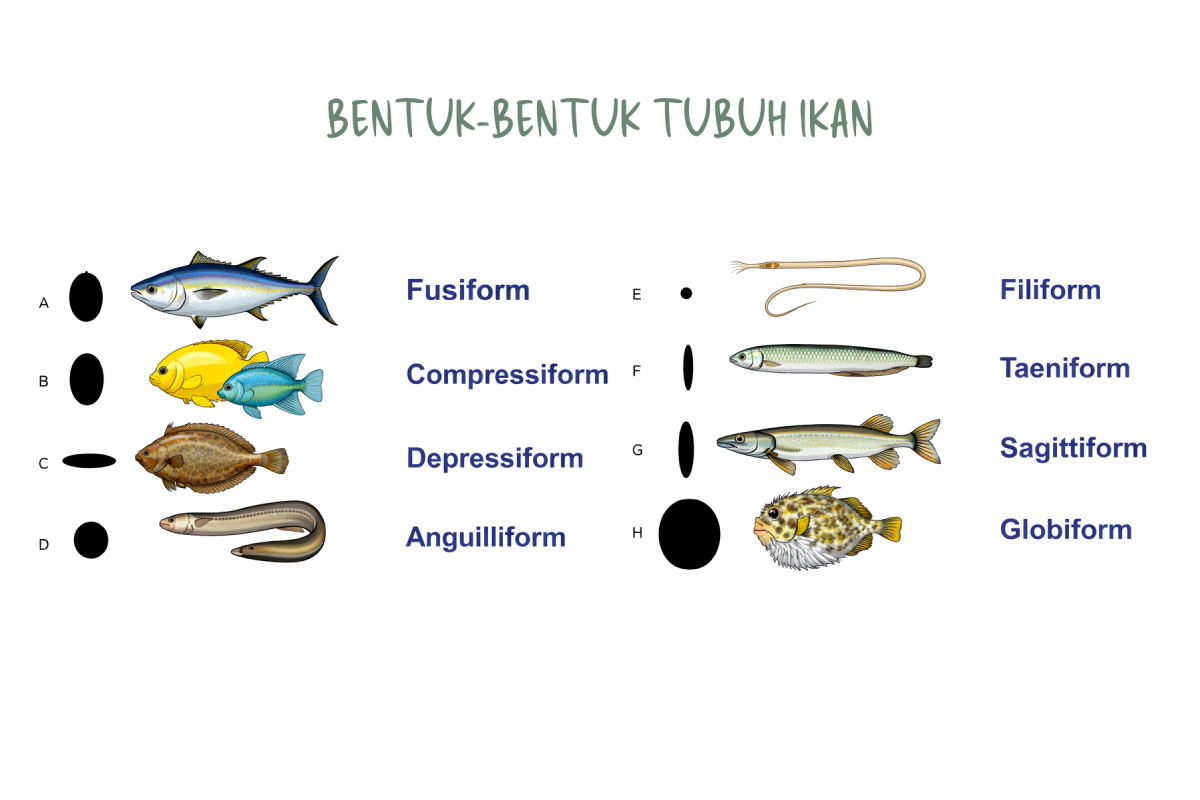 Jenis Ikan Berdasarkan Bentuk Tubuhnya