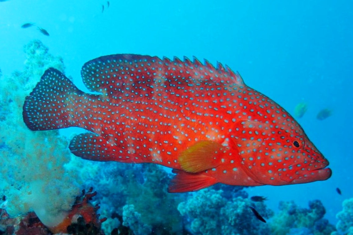 Jenis Ikan Kerapu Termahal Di Dunia