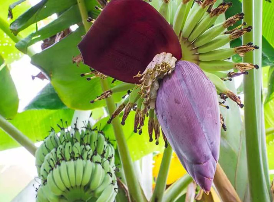 Jantung Buah Pisang di kebun