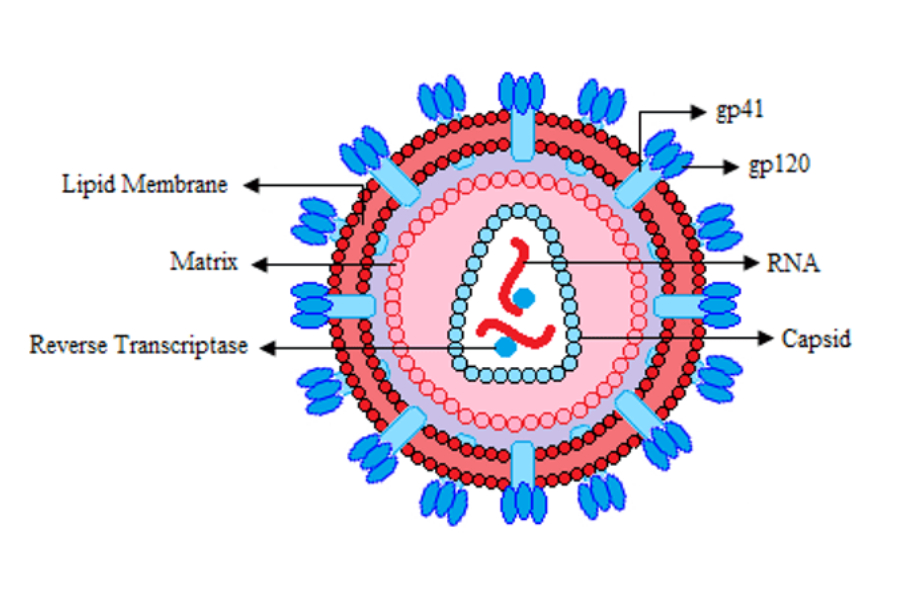 Gambar Virus HIV