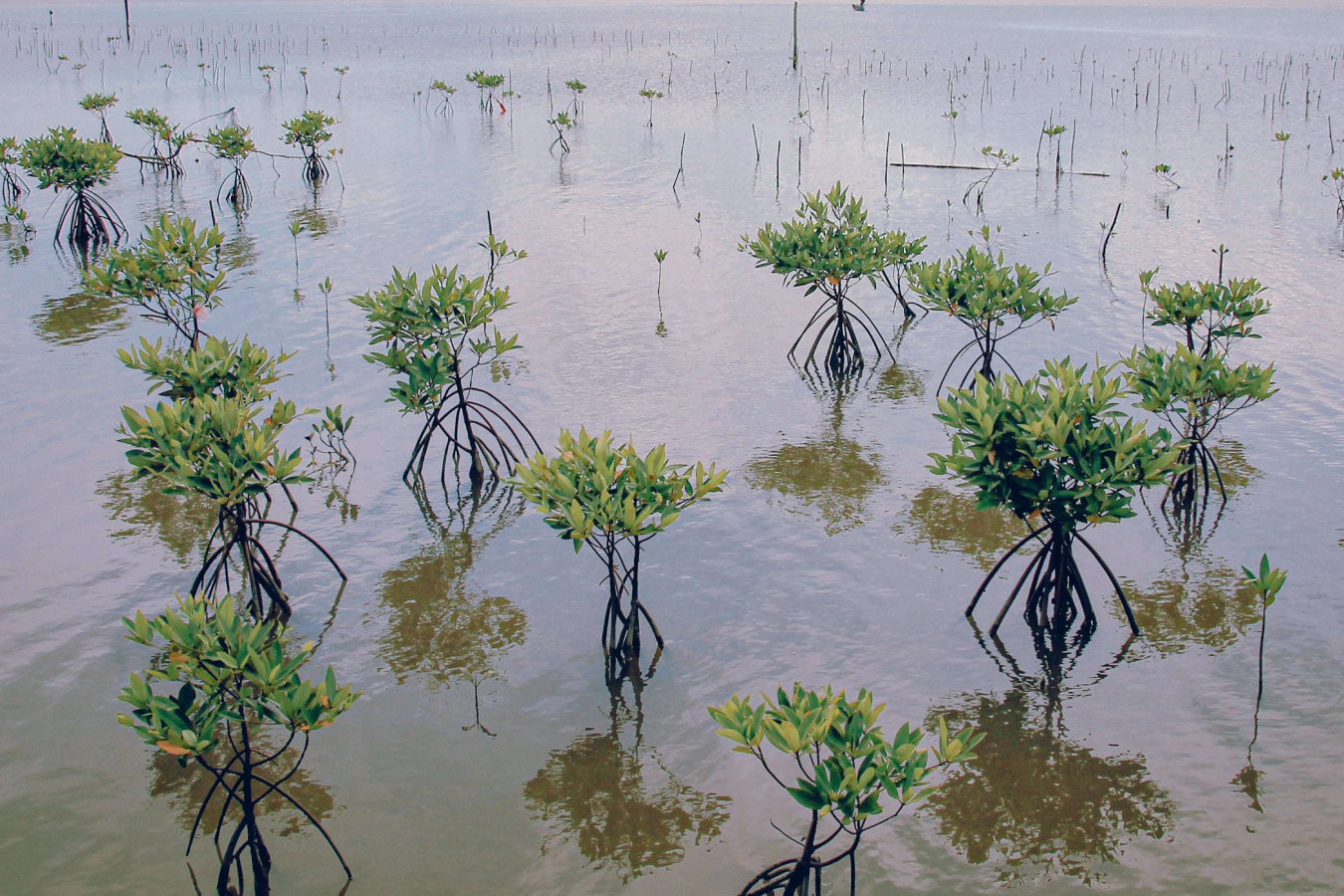 Penghijauan Daerah Pesisir dengan Tanaman Bakau