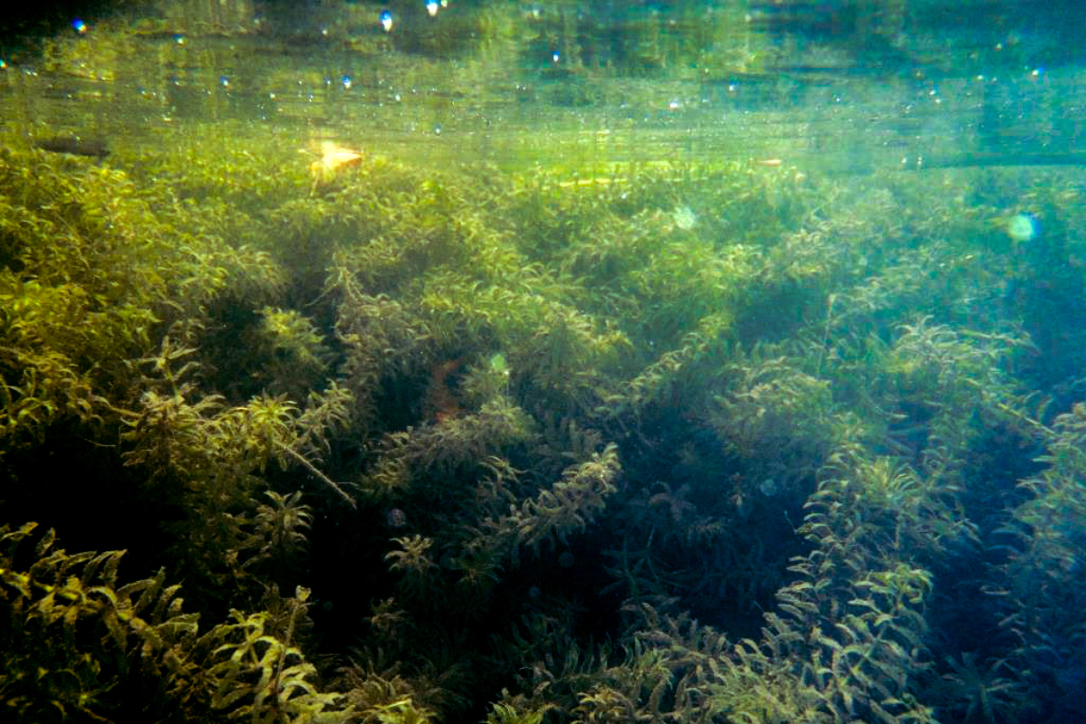 Praktikum hydrilla fotosintesis