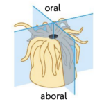 Simetri radial Kingdom animalia