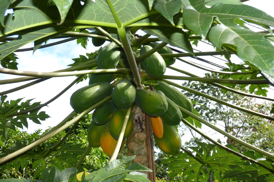 Laporan Praktikum Tanaman Pohon Pepaya