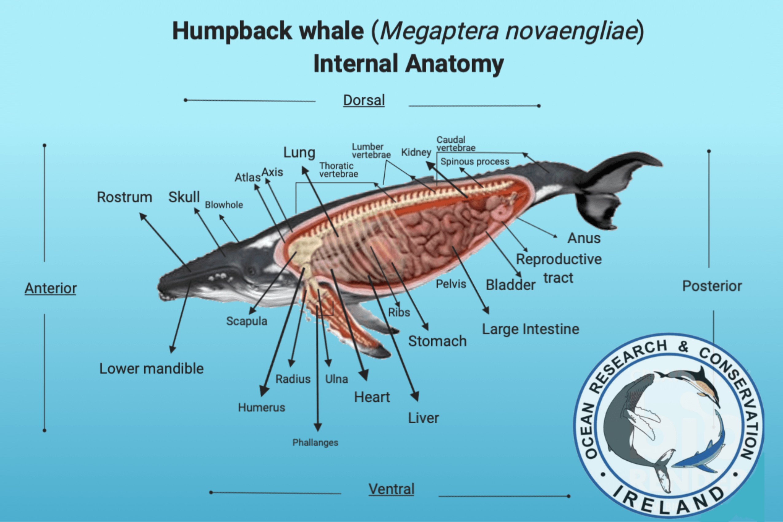 Laporan Praktikum Mamalia