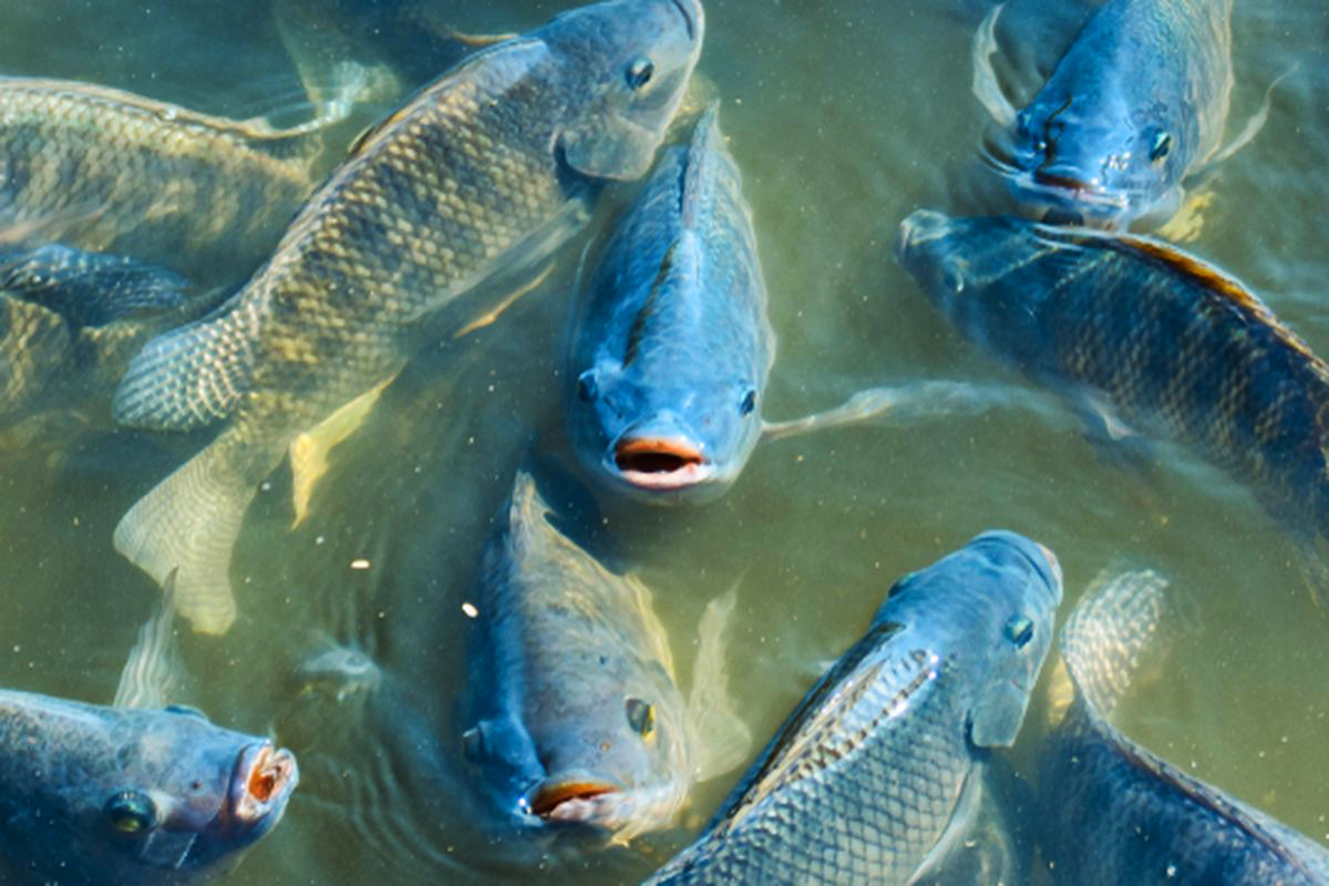 Ikan Nila dalam Kolam