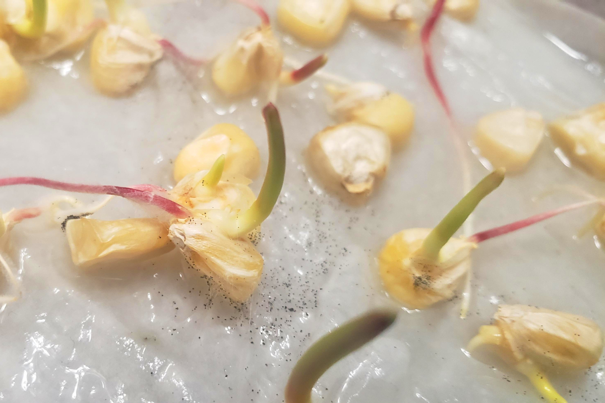 Praktikum Kecambah Biji Jagung