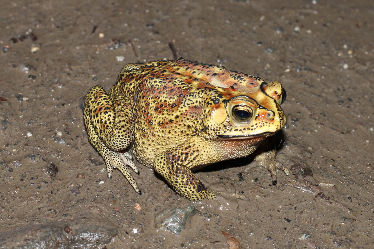 Laporan Praktikum Anatomi Kodok – Bufo melanostictus