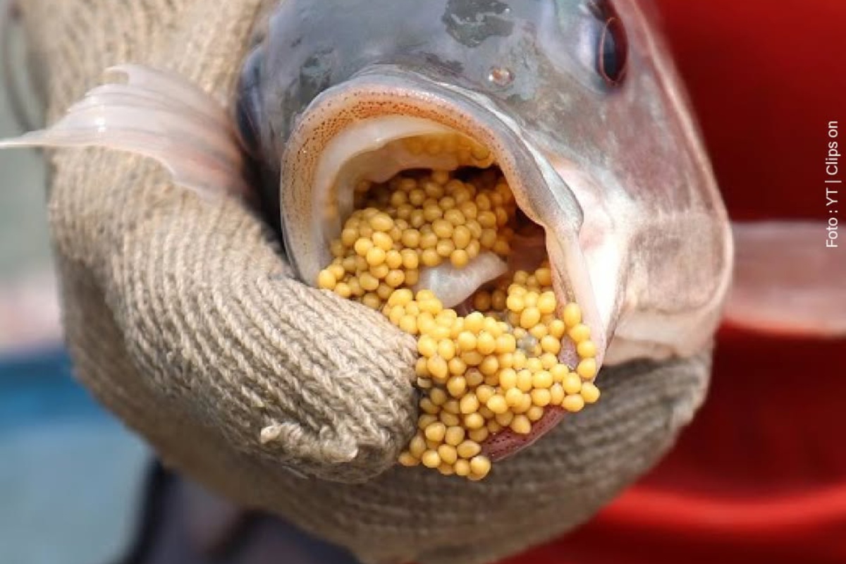 Indukan Ikan Nila Memelihara Telur di Mulut mouthbreeder