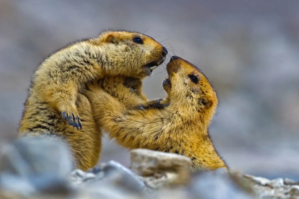 Laporan Praktikum Struktur Hewan Tentang Marmot