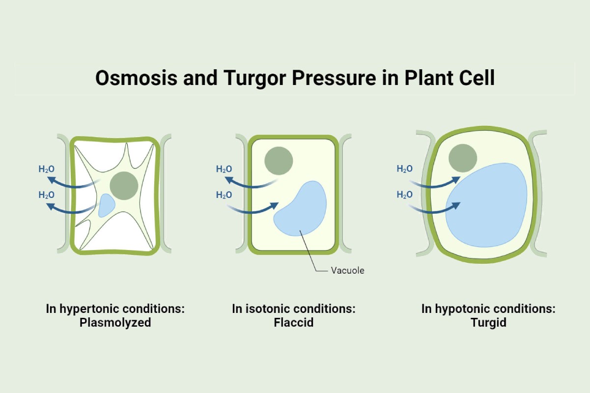 Laporan Praktikum Fisiologi Plasmolisis