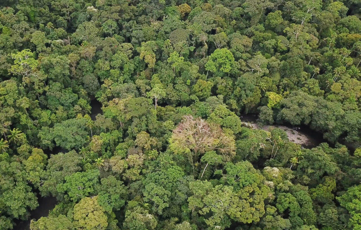 Laporan Praktikum Analisis Vegetasi Hutan Alam