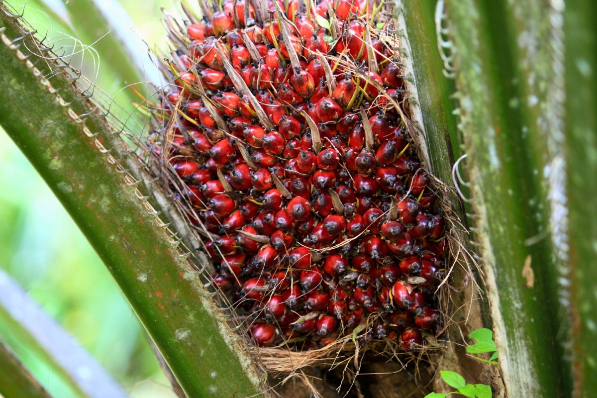 Makalah Panen Kelapa Sawit Pada Tanaman Muda