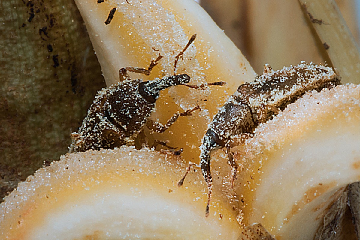 Makalah Pengendalian Hama Tanaman Kelapa Sawit