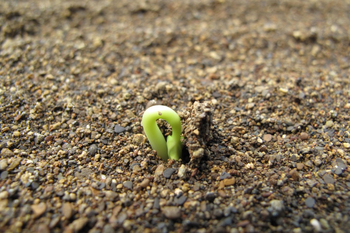 Makalah Penyebab Dormansi dan Metode Pematahannya