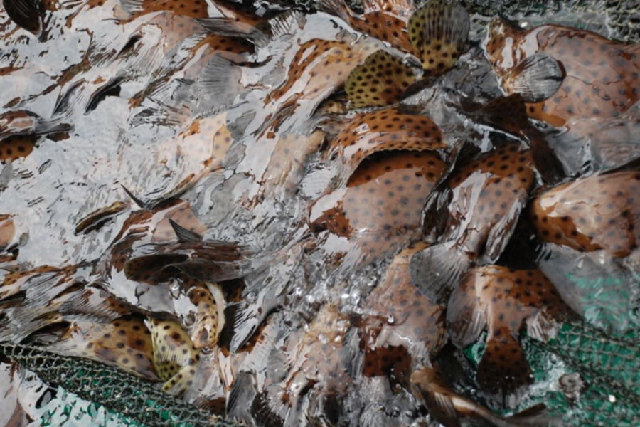 Penyiapan Bak Pembenihan Ikan Kerapu